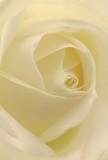 Allow yourself to be enveloped by the delicate embrace of a creamy white rose, its swirling petals arranged with as much care as one might find in Surbiton's cherished floral boutiques. The close perspective invites tactile discovery: feather-soft edges, hinting at the coolness of early dew, unwind in gentle spirals. Luminous light dances across the ivory folds, giving the flower a quiet radiance and serene depth that echoes the tranquility of a morning walk along The Crescent. The mood is peaceful and contemplative, carrying the quiet energy of new beginnings and thoughtful gestures celebrated throughout Surbiton. Every petal, arranged with deft artistry by Flowers Surbiton's hands, symbolizes reverence and hope, ideal for expressing sympathy, admiration, or support during life's meaningful transitions. An imagined, sweet floral fragrance hovers gently, enhancing the authenticity and comfort that Surbiton residents value. This rose, with its intimate composition and understated beauty, imparts not just visual delight but also a sense of connection, artistry, and heartfelt care marking every local occasion.